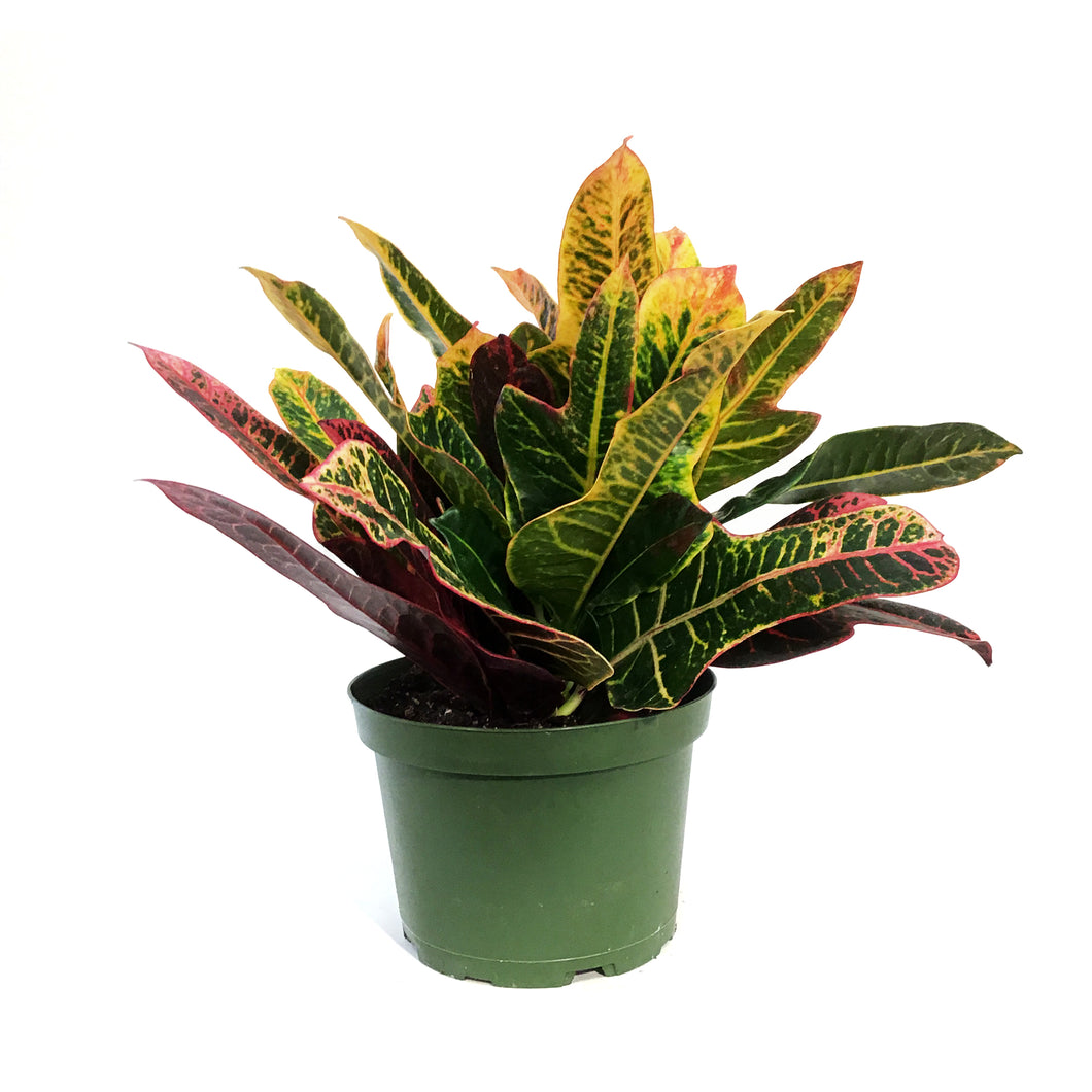 Croton, 6in, Oak Leaf