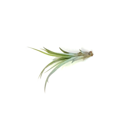 Tillandsia Brachycaulous Multiflora
