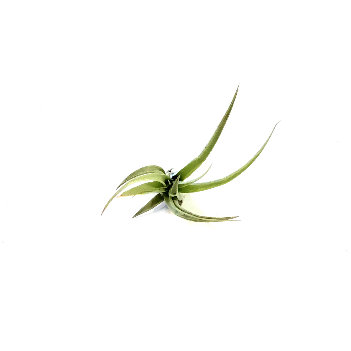 Tillandsia Brachycaulous Multiflora