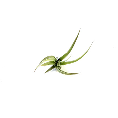 Tillandsia Brachycaulous Multiflora