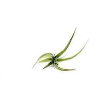 Load image into Gallery viewer, Tillandsia Brachycaulous Multiflora
