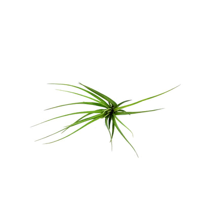 Tillandsia Melanocrater
