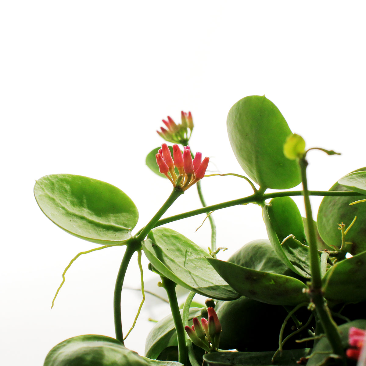 Dischidia, 7in HB, Imbricata