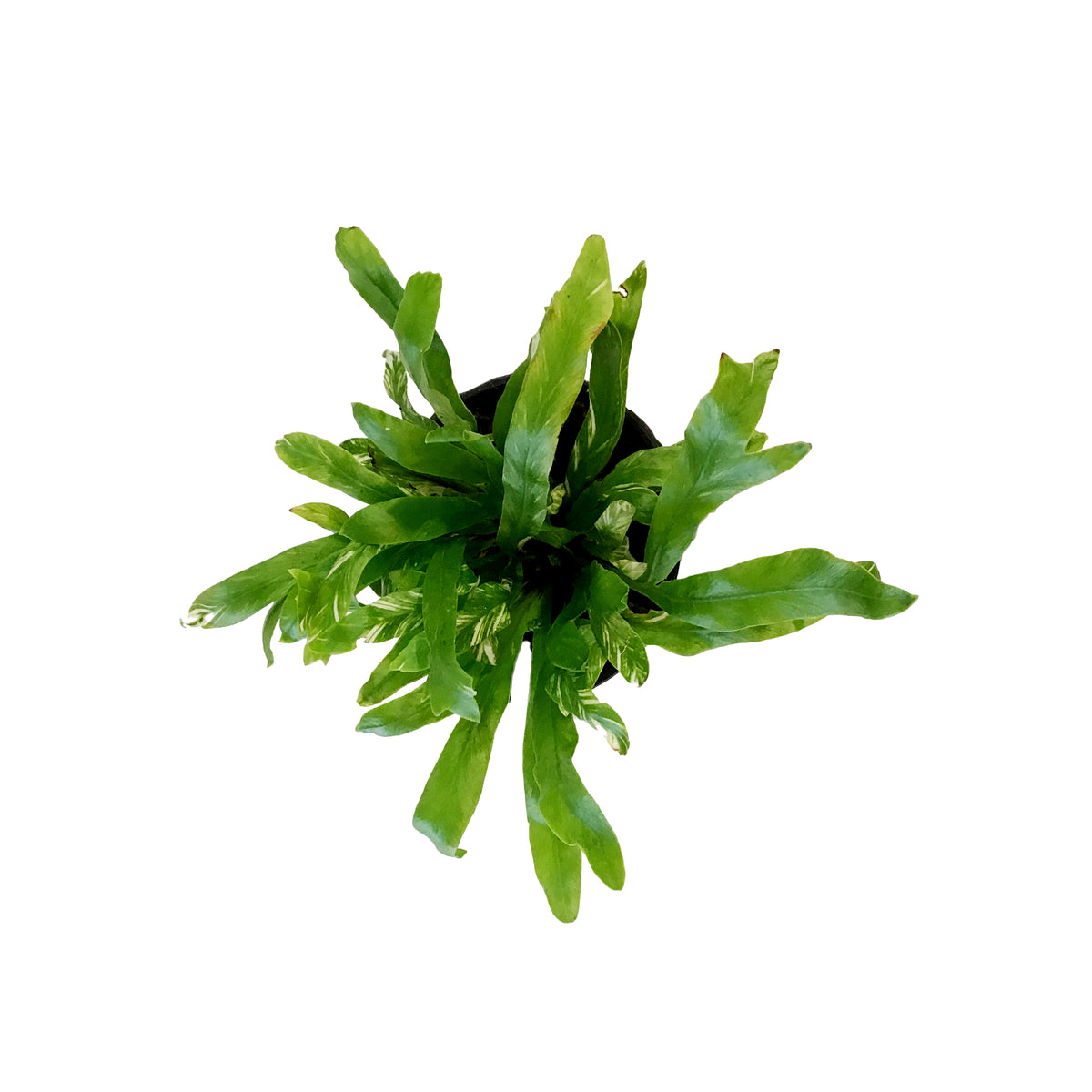 Fern, 4in, Bird's Nest Variegated