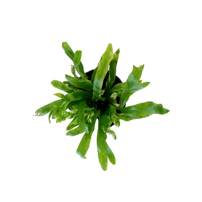 Fern, 4in, Bird's Nest Variegated