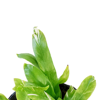 Fern, 4in, Bird's Nest Variegated