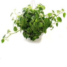 Load image into Gallery viewer, Peperomia, 7.5in HB, Scandens Variegated
