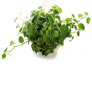 Peperomia, 7.5in HB, Scandens Variegated