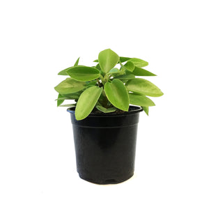 Peperomia, 4in, Pixie Lime