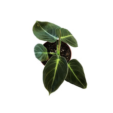 Load image into Gallery viewer, Philodendron, 3.5in, Melanochrysum
