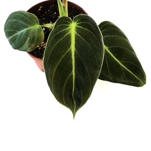 Philodendron, 3.5in, Melanochrysum