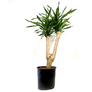 Dracaena, 10in, Rikki Forked