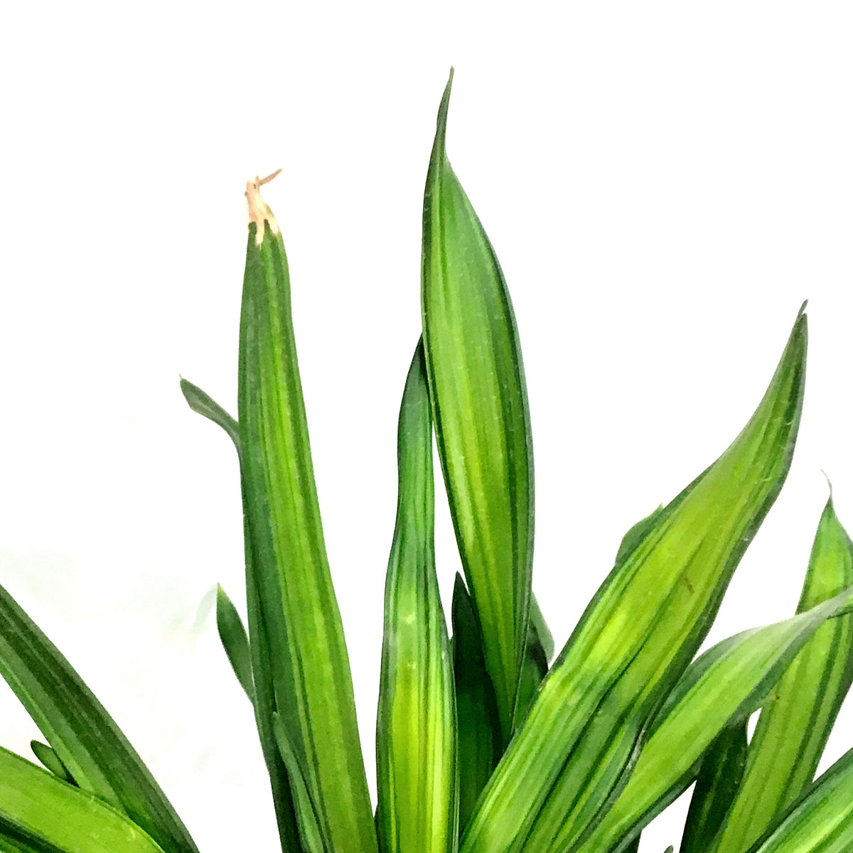 Dracaena, 10in, Rikki Forked