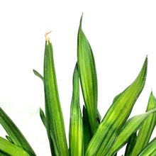 Load image into Gallery viewer, Dracaena, 10in, Rikki Forked
