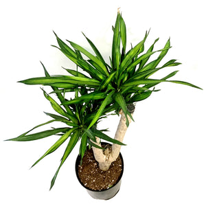 Dracaena, 10in, Rikki Forked