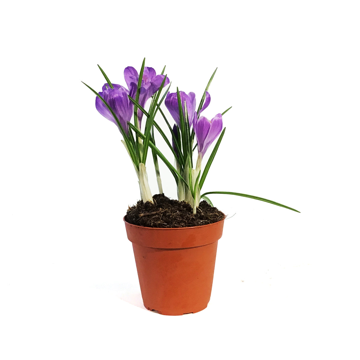 Crocus, 4in, Planted Bulb, Assorted Colours
