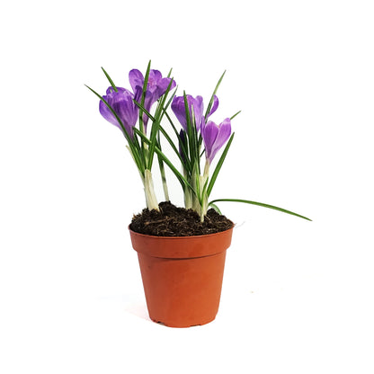 Crocus, 4in, Planted Bulb, Assorted Colours