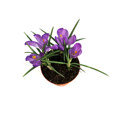 Crocus, 4in, Planted Bulb, Assorted Colours