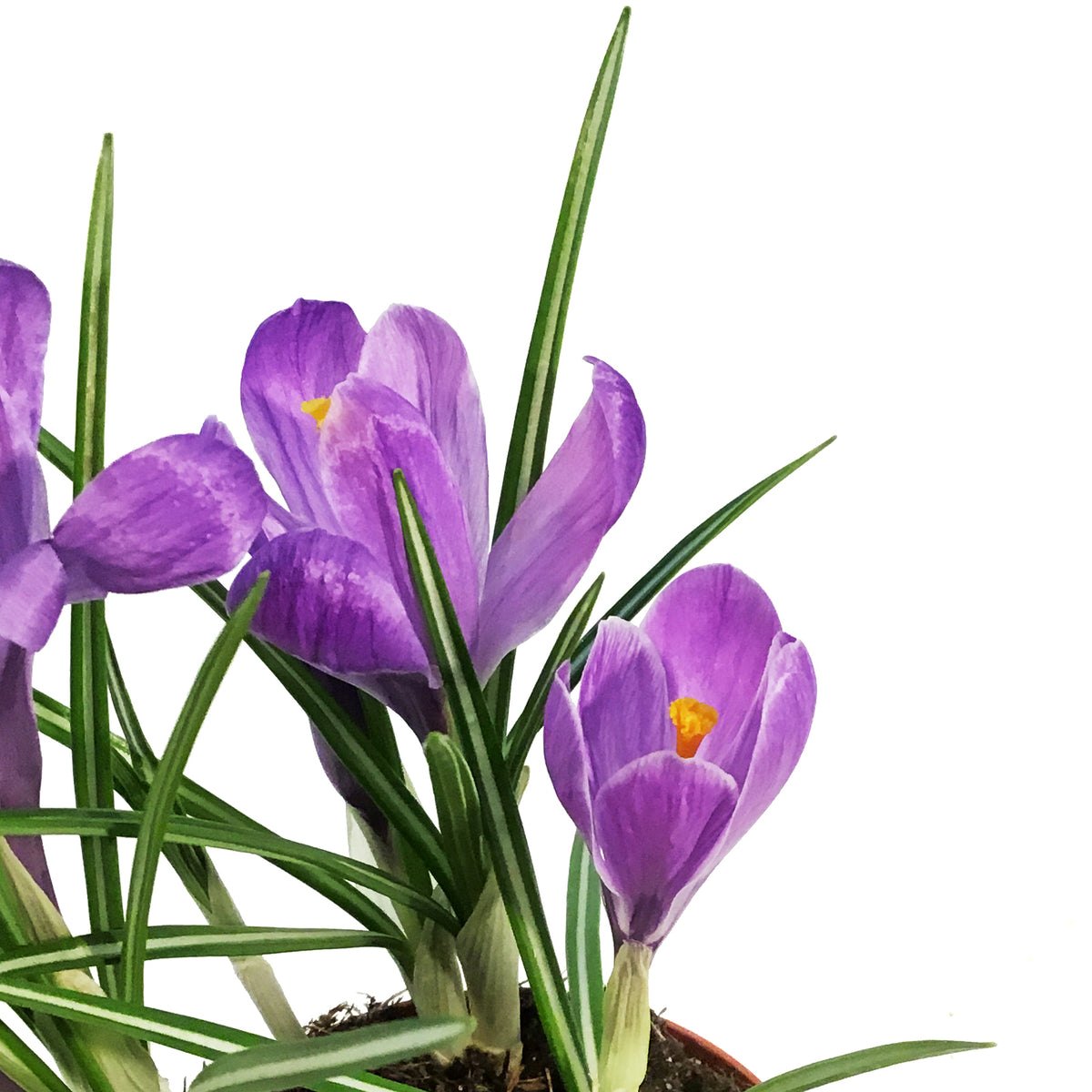 Crocus, 4in, Planted Bulb, Assorted Colours