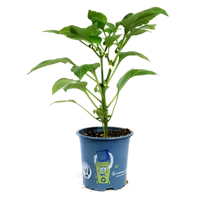 Kitchen Minis™ Hot Pepper, 4in, Fresh Bites Yellow