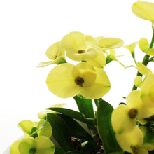 Load image into Gallery viewer, Euphorbia, 4in, Easter Ceramic Flower Pot, Asst.

