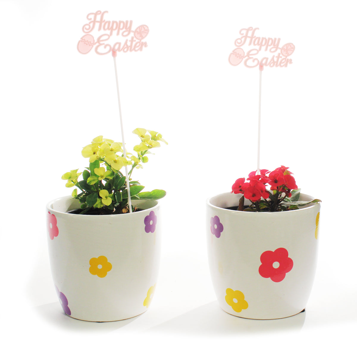 Euphorbia, 4in, Easter Ceramic Flower Pot, Asst.
