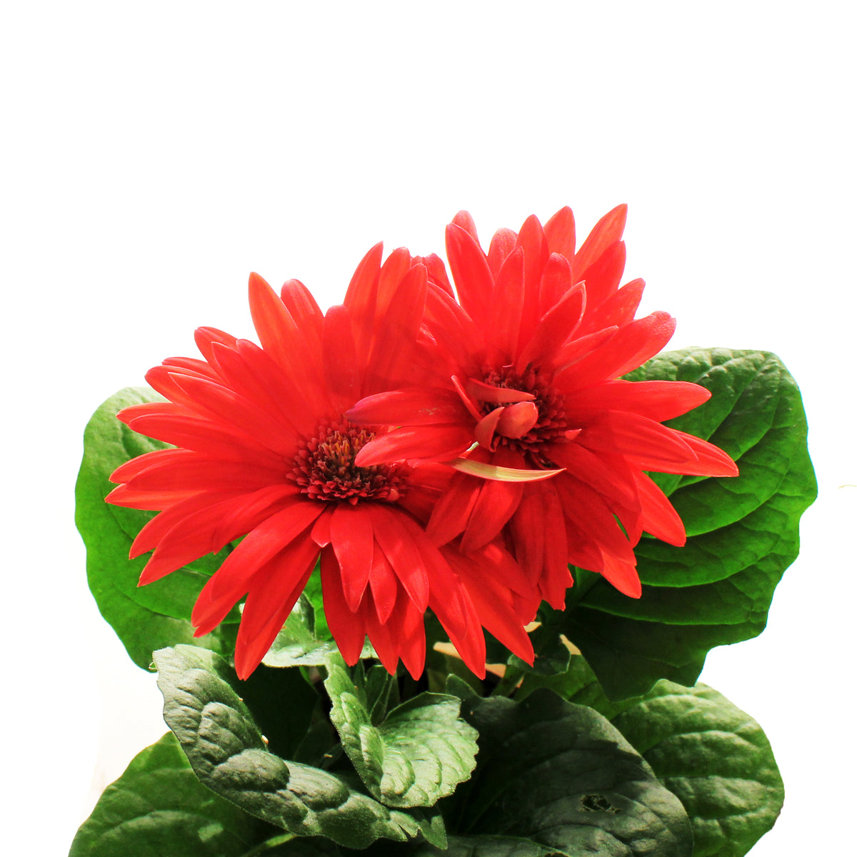 Gerbera Daisy, 4in, Easter Pot, Asst.