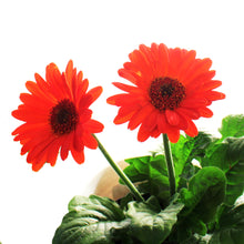 Load image into Gallery viewer, Gerbera Daisy, 4in, Easter Pot, Asst.
