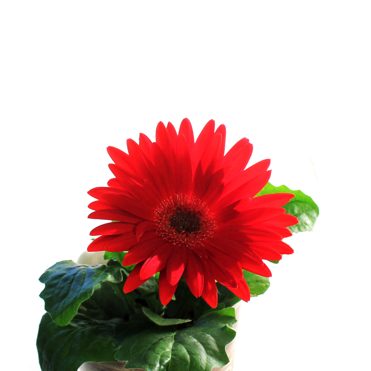 Gerbera Daisy, 4in, Easter Pot, Asst.