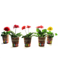 Gerbera Daisy, 4in, Easter Pot, Asst.
