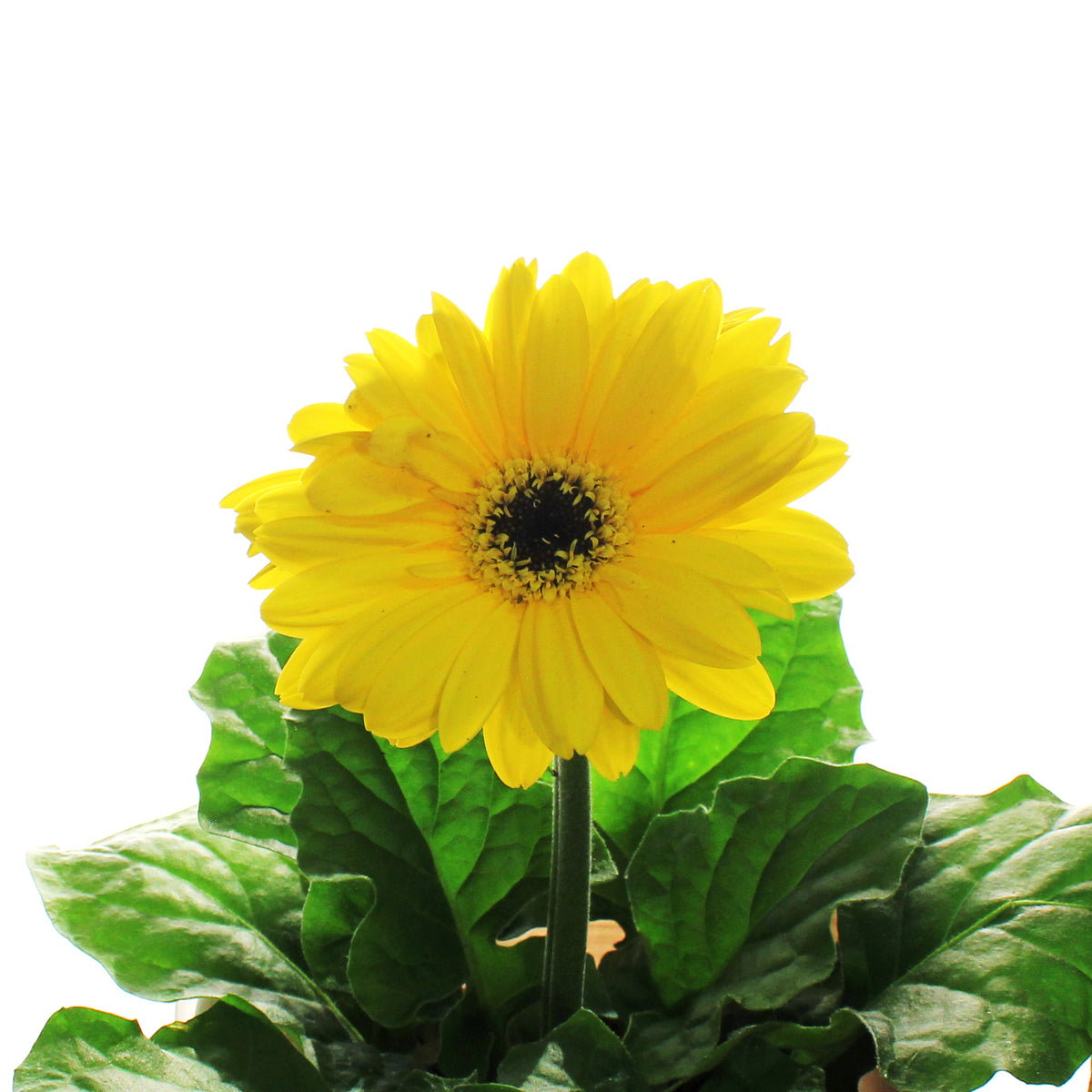 Gerbera Daisy, 4in, Easter Pot, Asst.