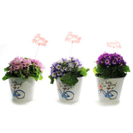 Cineraria, 4in, Easter Metal Pot, Asst.