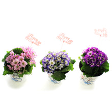 Load image into Gallery viewer, Cineraria, 4in, Easter Metal Pot, Asst.
