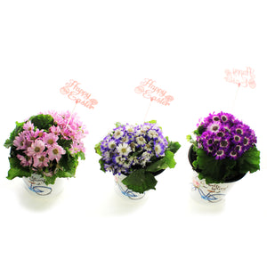 Cineraria, 4in, Easter Metal Pot, Asst.