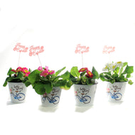Primula, 4in, Easter Metal Pot, Asst.