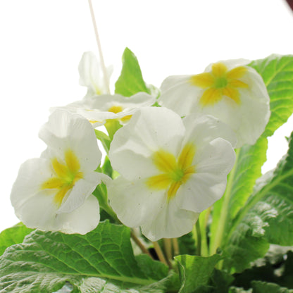 Primula, 4in, Easter Metal Pot, Asst.