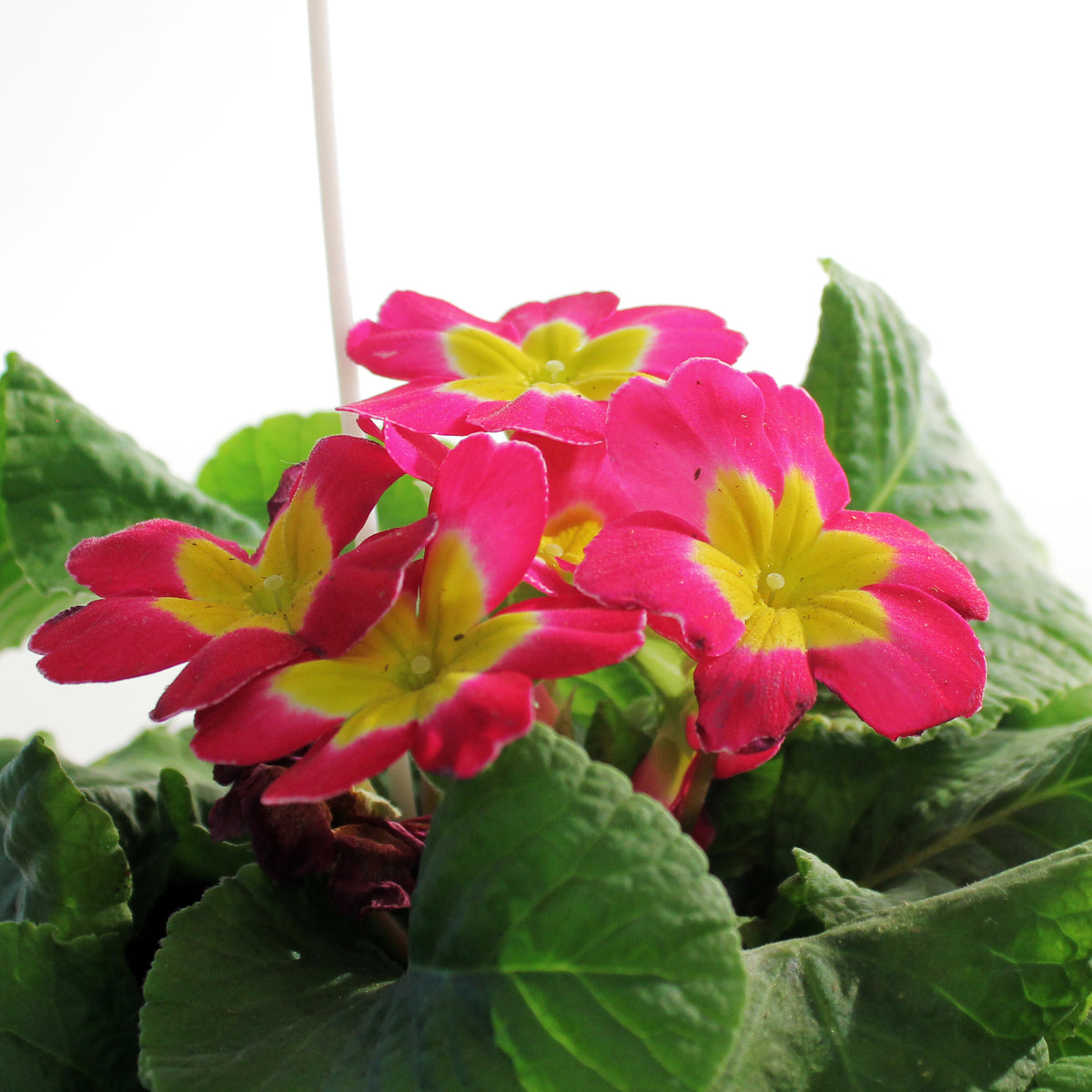 Primula, 4in, Easter Metal Pot, Asst.