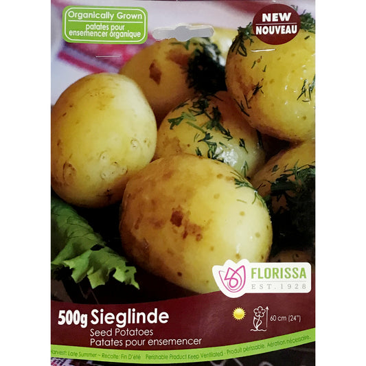 Seed Potato - Sieglinde Organic, VN, 500g Bag