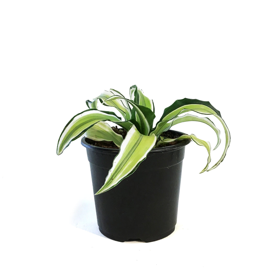 Dracaena, 4in, Malaika