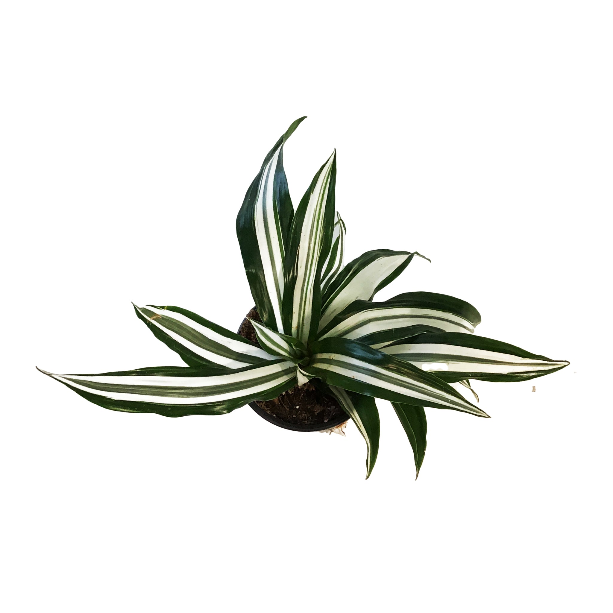 dracaena white bird Dracaena, 4in, White Bird – Floral Acres Greenhouse & Garden Centre
