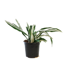 Load image into Gallery viewer, Dracaena, 4in, White Bird

