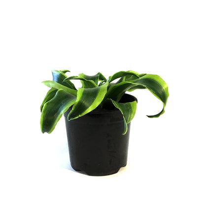 Dracaena, 4in, Tornado