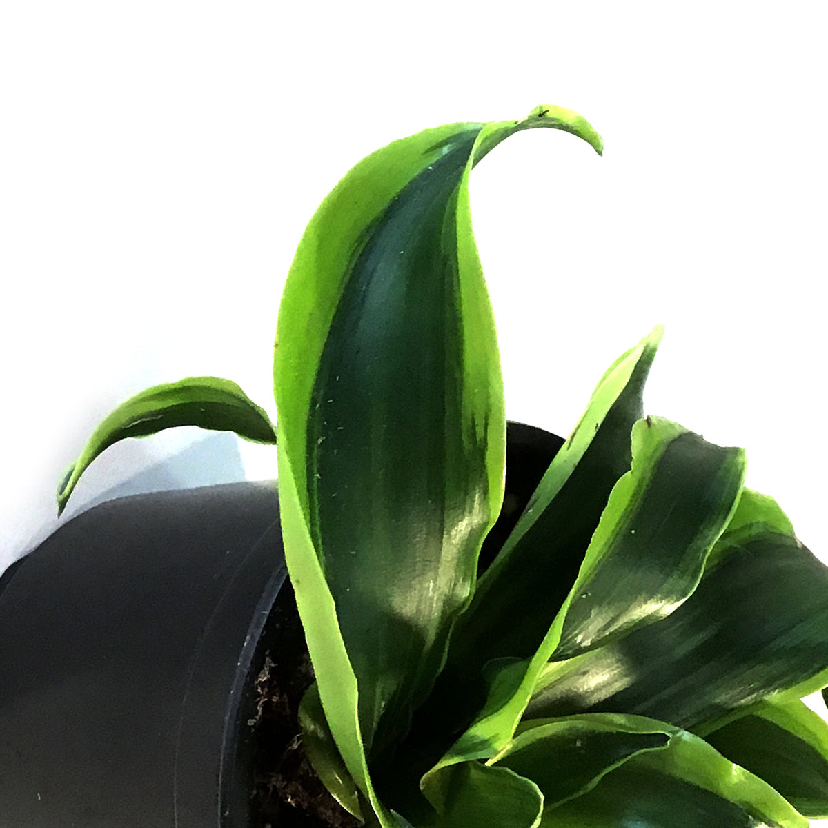 Dracaena, 4in, Tornado