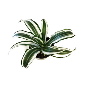 Dracaena, 4in, White Jewel