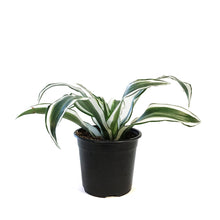 Load image into Gallery viewer, Dracaena, 4in, White Jewel
