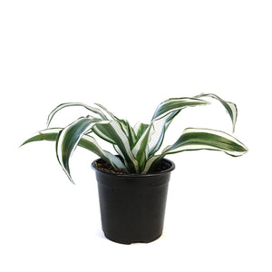 Dracaena, 4in, White Jewel