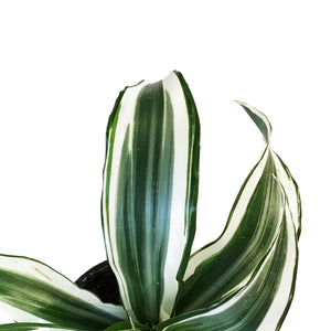 Dracaena, 4in, White Jewel