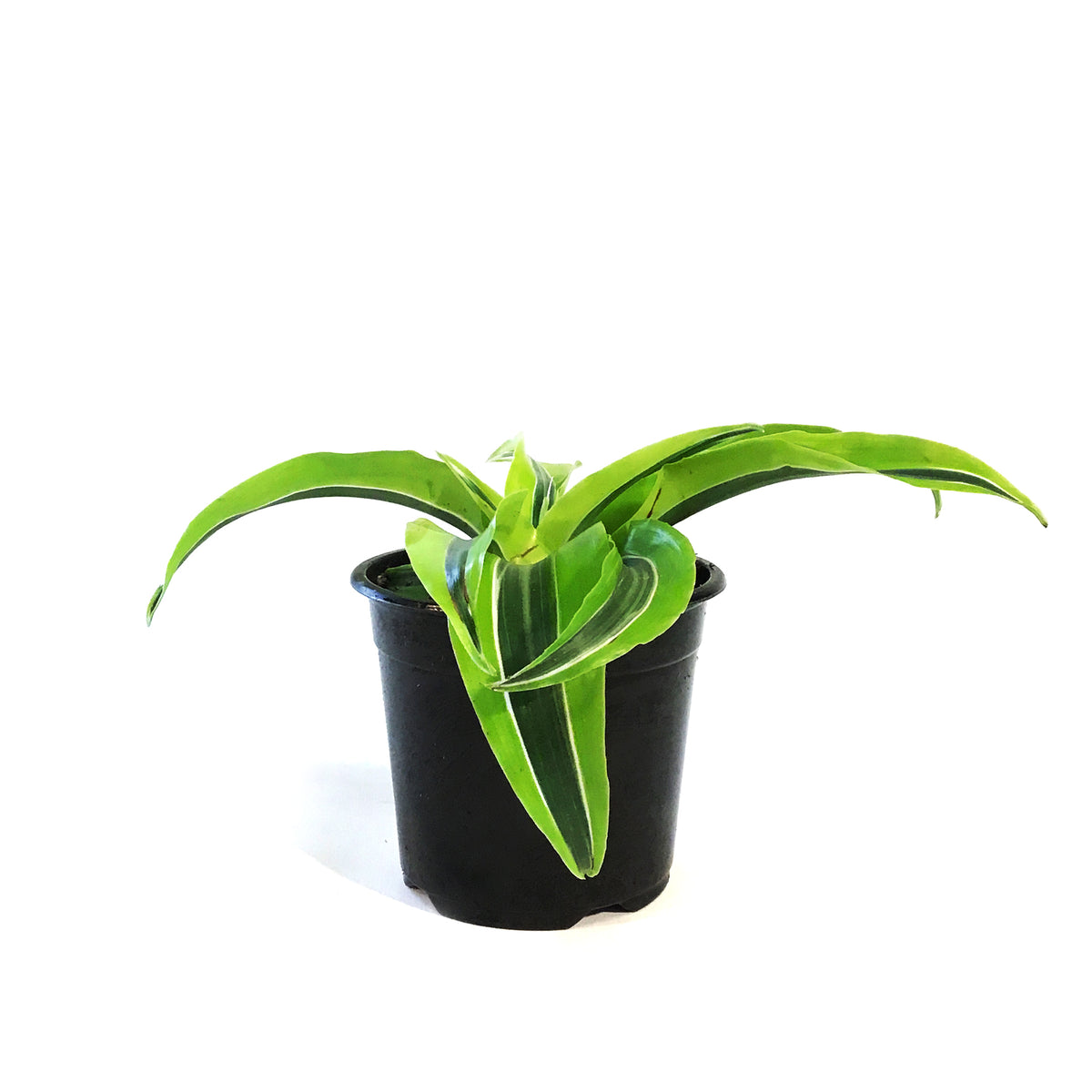 Dracaena, 4in, Lemon Surprise