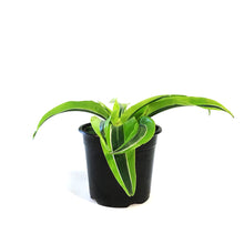 Load image into Gallery viewer, Dracaena, 4in, Lemon Surprise
