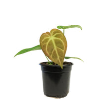 Load image into Gallery viewer, Anthurium, 4in, Magnificum
